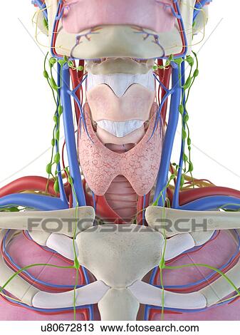 Human neck and throat, artwork View Large Illustration Drawing - Human neck and throat, artwork. Fotosearch