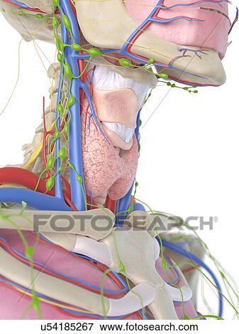 Stock Illustration - Human neck and throat, artwork. Fotosearch