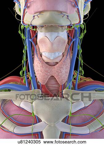 Stock Illustration - Human neck and throat, artwork. Fotosearch