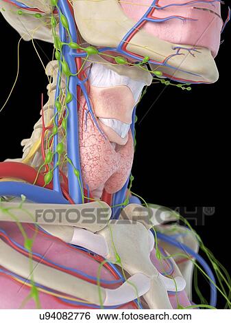 Stock Illustration - Human neck and throat, artwork. Fotosearch