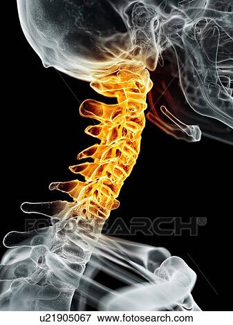 Stock Illustration - Human neck, artwork. Fotosearch