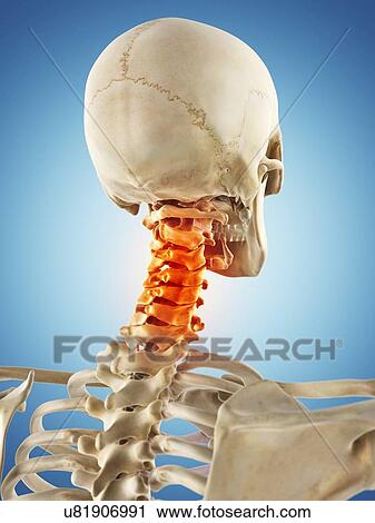 Clip Art - Human neck bones, artwork. Fotosearch