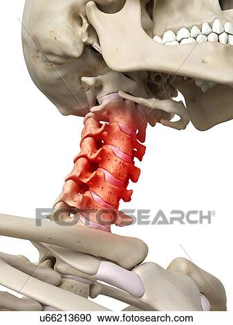 Clipart - Human neck bones, artwork. Fotosearch