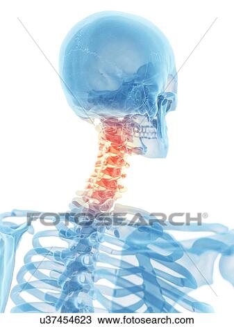 Human neck bones, artwork View Large Illustration Drawing - Human neck bones, artwork. Fotosearch