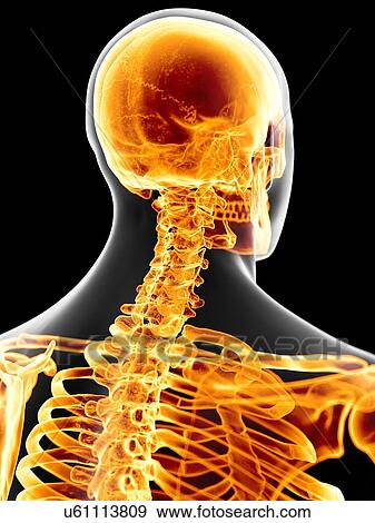Human neck bones, artwork View Large Illustration Stock Illustration - Human neck bones, artwork. Fotosearch