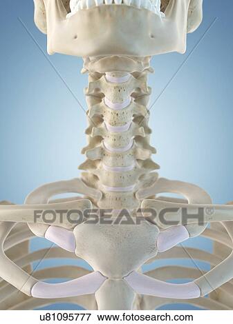 Human neck bones, artwork View Large Illustration Stock Illustration - Human neck bones, artwork. Fotosearch