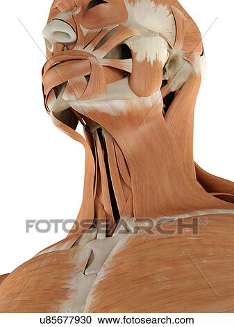 Human neck muscles, artwork View Large Illustration Clipart - Human neck muscles, artwork. Fotosearch