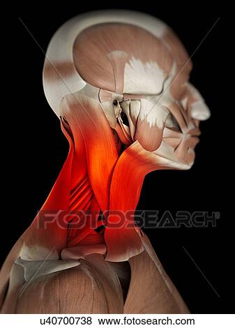 Stock Illustration - Human neck muscles, artwork. Fotosearch