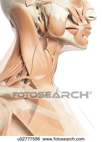 Stock Illustration - Human neck muscles, artwork. Fotosearch