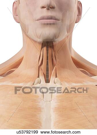 Stock Illustration - Human neck muscles, artwork. Fotosearch