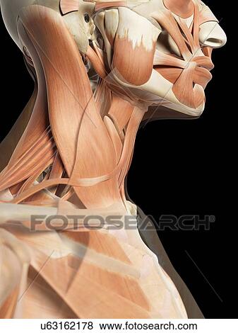 Stock Illustration - Human neck muscles, artwork. Fotosearch
