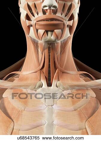 Stock Illustration - Human neck muscles, artwork. Fotosearch