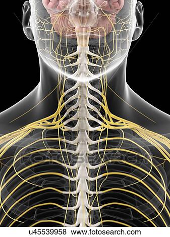 Human neck nerves, artwork View Large Illustration Stock Illustration - Human neck nerves, artwork. Fotosearch