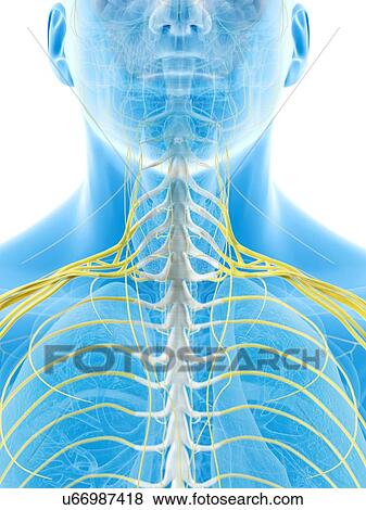 Human neck nerves, artwork View Large Illustration Stock Illustration - Human neck nerves, artwork. Fotosearch