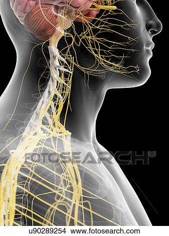 Stock Illustration - Human nerves in neck, artwork. Fotosearch