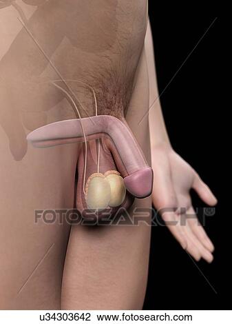 Human penis, artwork View Large Illustration Drawing - Human penis, artwork. Fotosearch
