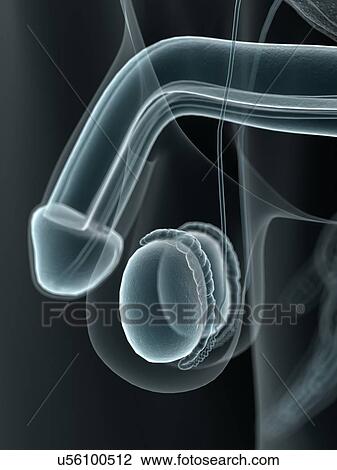 Human penis, artwork View Large Illustration Drawing - Human penis, artwork. Fotosearch