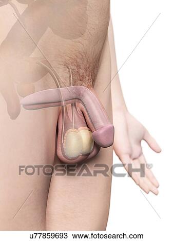 Drawing - Human penis, artwork. Fotosearch
