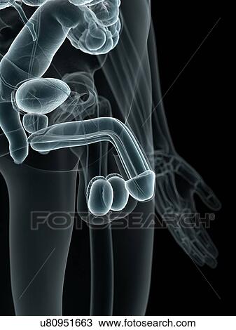 Human penis, artwork View Large Illustration Drawing - Human penis, artwork. Fotosearch