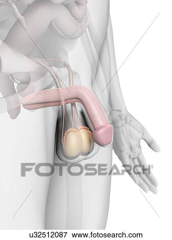 Stock Illustration - Human penis, artwork. Fotosearch