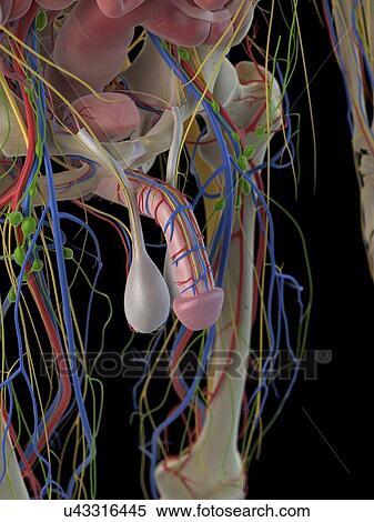 Stock Illustration - Human penis, artwork. Fotosearch