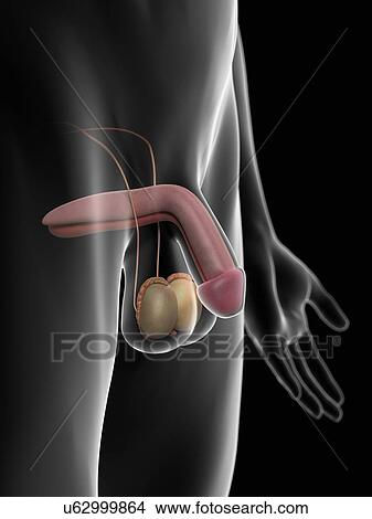 Stock Illustration - Human penis, artwork. Fotosearch