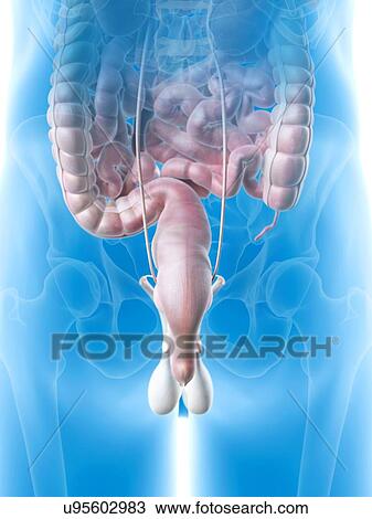 Human rectum, artwork View Large Illustration Drawing - Human rectum, artwork. Fotosearch