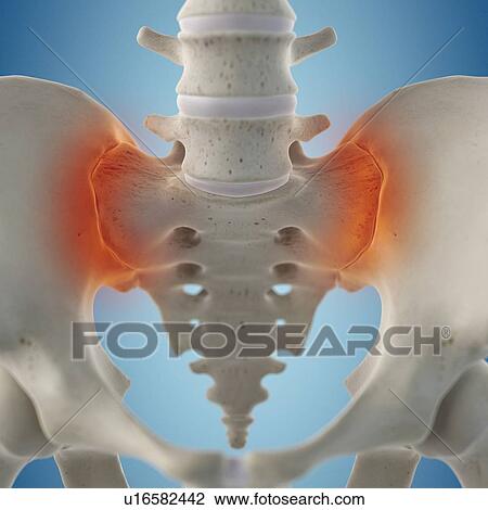 Human sacroiliac joint, artwork View Large Illustration Drawing - Human sacroiliac joint, artwork. Fotosearch