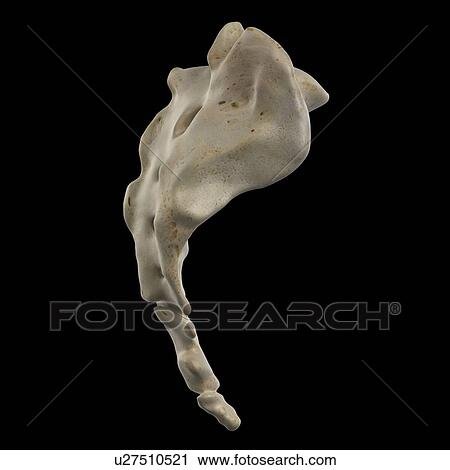 Human sacrum, artwork View Large Illustration Clip Art - Human sacrum, artwork. Fotosearch