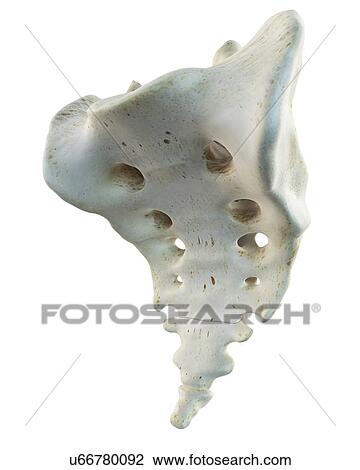 Human sacrum, artwork View Large Illustration Drawing - Human sacrum, artwork. Fotosearch