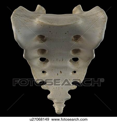 Stock Illustration - Human sacrum, artwork. Fotosearch