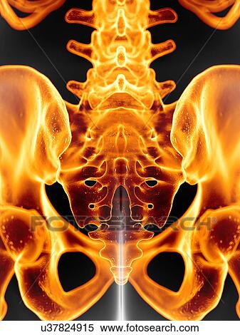 Human sacrum, artwork View Large Illustration Stock Illustration - Human sacrum, artwork. Fotosearch