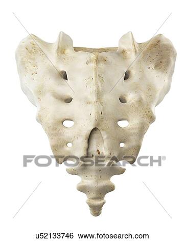 Human sacrum, artwork View Large Illustration Stock Illustration - Human sacrum, artwork. Fotosearch