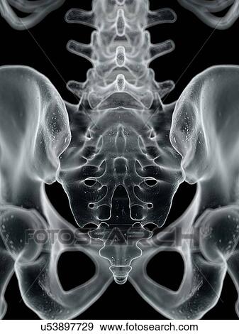 Stock Illustration - Human sacrum, artwork. Fotosearch