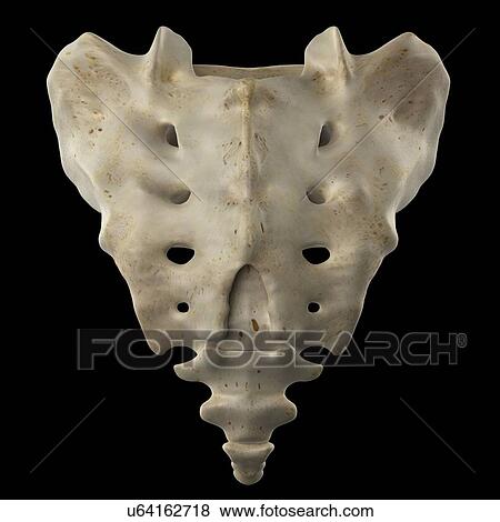 Stock Illustration - Human sacrum, artwork. Fotosearch