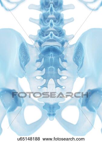 Human sacrum, artwork View Large Illustration Stock Illustration - Human sacrum, artwork. Fotosearch