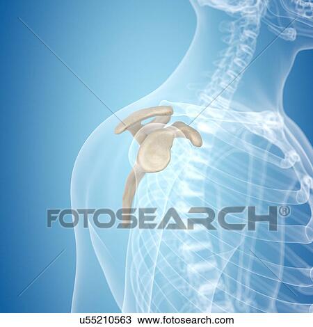 Human scapula, artwork View Large Illustration Drawing - Human scapula, artwork. Fotosearch