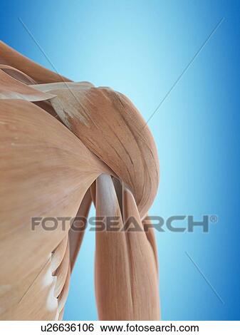 Human shoulder anatomy, artwork View Large Illustration Stock Illustration - Human shoulder anatomy, artwork. Fotosearch