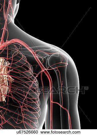 Clipart - Human shoulder arteries, artwork. Fotosearch