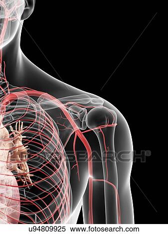 Stock Illustration - Human shoulder arteries, artwork. Fotosearch