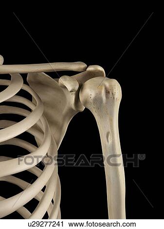 Human shoulder bones, artwork View Large Illustration Clip Art - Human shoulder bones, artwork. Fotosearch
