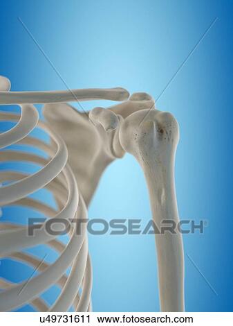 Human shoulder bones, artwork View Large Illustration Clip Art - Human shoulder bones, artwork. Fotosearch