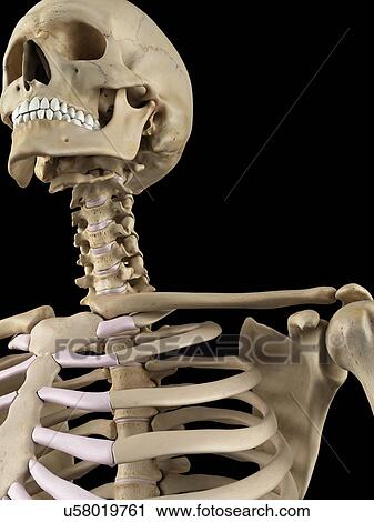 Human shoulder bones, artwork View Large Illustration Clip Art - Human shoulder bones, artwork. Fotosearch