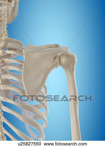 Human shoulder bones, artwork View Large Illustration Clipart - Human shoulder bones, artwork. Fotosearch