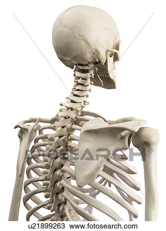 Human shoulder bones, artwork View Large Illustration Drawing - Human shoulder bones, artwork. Fotosearch