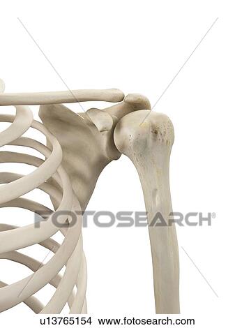 Stock Illustration - Human shoulder bones, artwork. Fotosearch