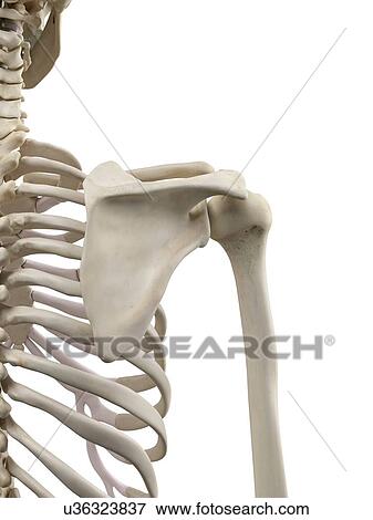 Stock Illustration - Human shoulder bones, artwork. Fotosearch