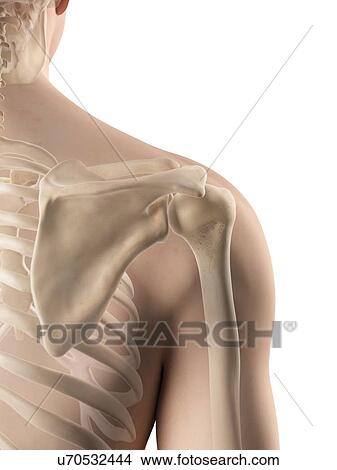 Human shoulder bones, artwork View Large Illustration Stock Illustration - Human shoulder bones, artwork. Fotosearch