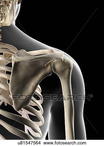 Stock Illustration - Human shoulder bones, artwork. Fotosearch