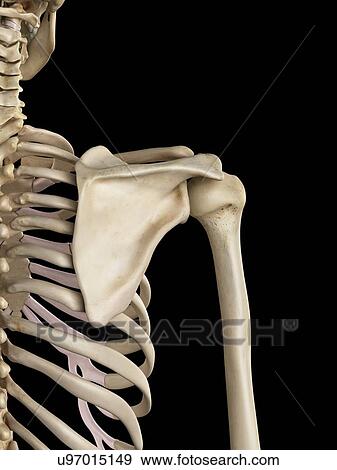 Stock Illustration - Human shoulder bones, artwork. Fotosearch